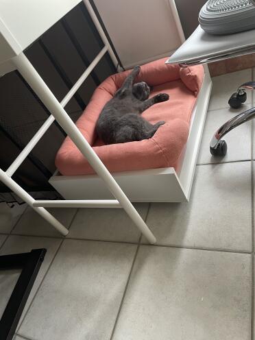 Cats love to spend time there