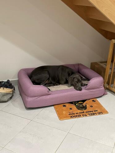 Ollie finds his new bed very comfortable