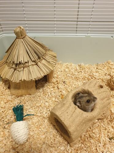 Hamsters love to have plenty of toys to play with.