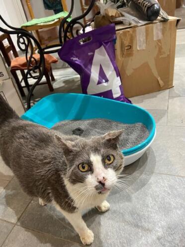 Cat in front of litter tray with Omlet cat litter 4 clay cat litter clumping
