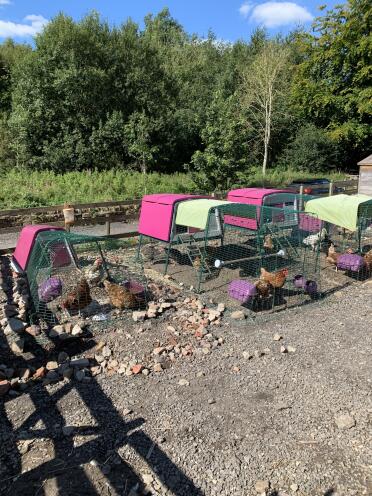 Love our Eglu’s , and so do our chickens 