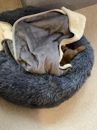 Loves his new blanket. Goes everywhere with our miniature Dachshund. He tries to drag it everywhere. 
