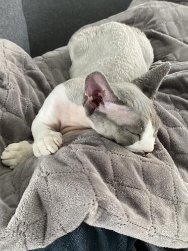 Theo on the Omlet blanket