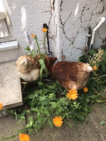 Mabel and Gertie hunting for insects