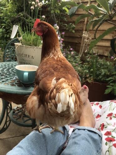 Mabel has jumped up on my lap