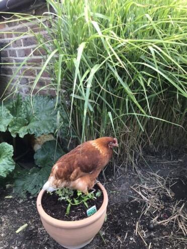 Mabel sitting on the herb pot 