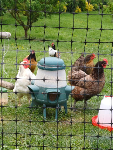 Gourmet hens