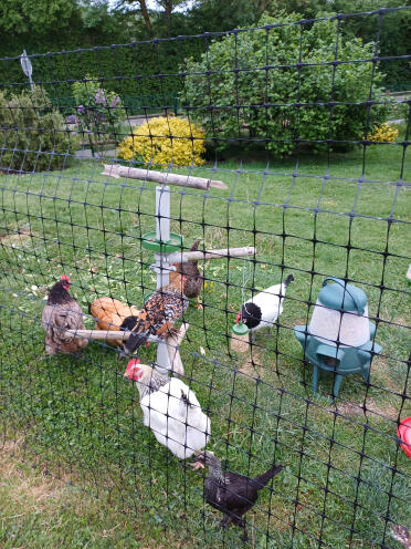 Happy chickens!