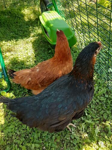 Two chickens inside an Omlet chicken run.