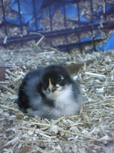 A copper black maran chicken.