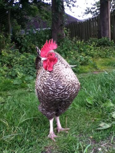 This is my maran cockerel 