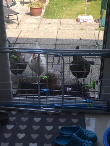 Chickens in garden