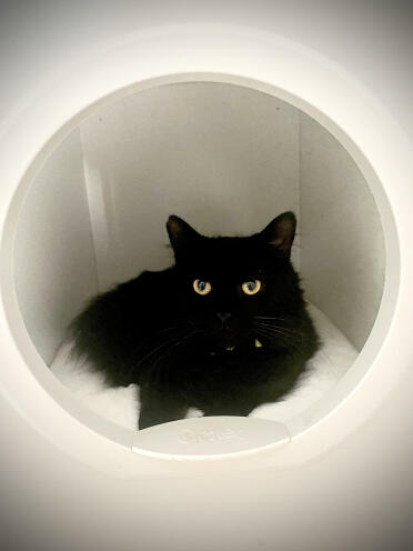 Lexi in her hideaway!!