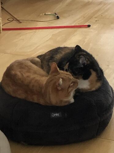There is space for two small cats
