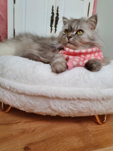 Cat sitting on Omlet Maya cat donut bed with Gold hairpin feet