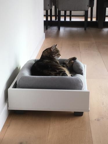 Cat laying on Maya cat sofa