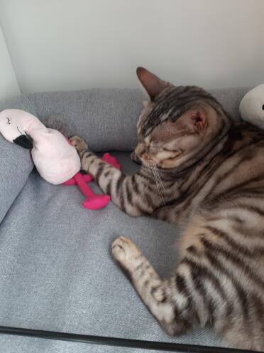 There's no better place for a cat nap than an Omlet bed!