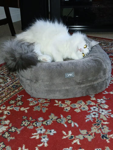 Misty loves her Omlet cushion