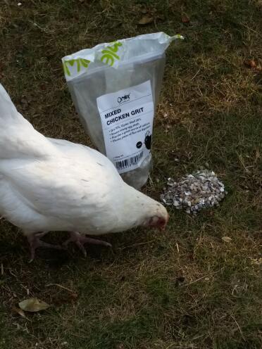 Chicken eating some chicken grit.