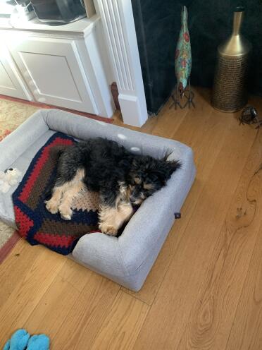 Loves his new bed