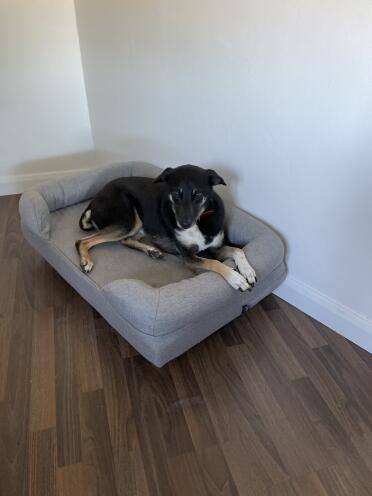 Nico testing out the new bed 