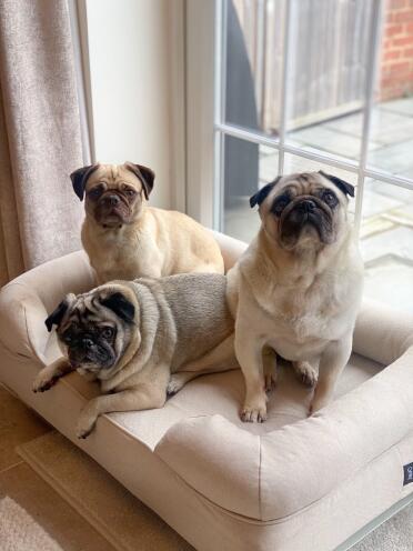 Snug as a pug
