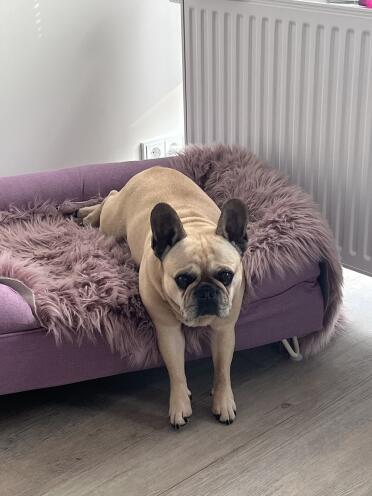 It's hard to get back out once cosy in the bed !