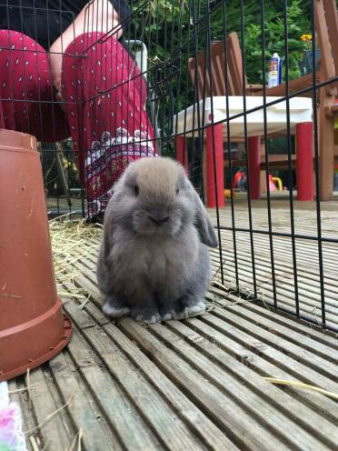 coniglietti buddleia mini lop beige