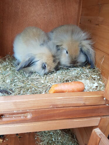 These bunnies love cuddles!