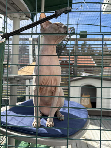 Mojje