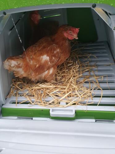 My girls enjoying their new Omlet home