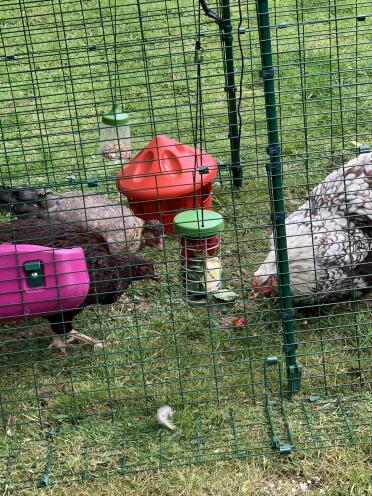 My girls loving their treat caddy (and the new experience of strawberries!)
