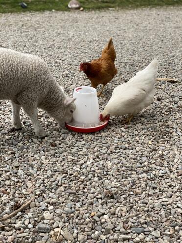 My lamb thinks he’s a chicken 