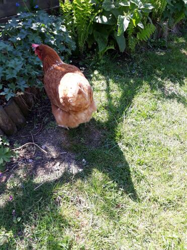 My lovely ex-batt enjoying the garden