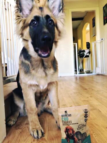 Our GS puppy loves these :) 