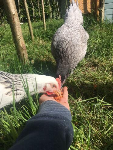 The girls love these treats