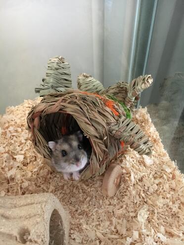 Hamster in glass cage