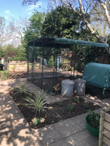 Le galline sono così felici della loro nuova casa, e di me! più pulito, più facile, più bello. 