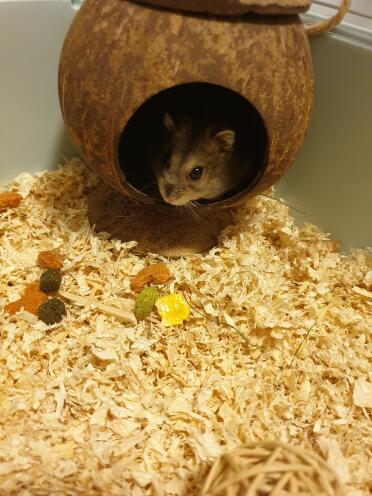 Russian hamsters love to hide