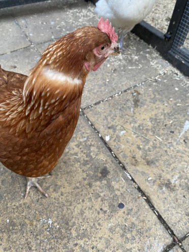 My chicken is the last one up the others peck her nexk