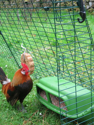 Ich liebe meinen neuen feeder!