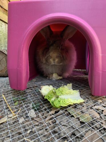 New rabbit shelter a success 