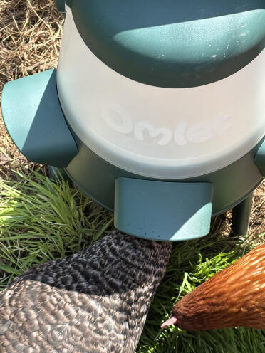 Misty using the new feeder
