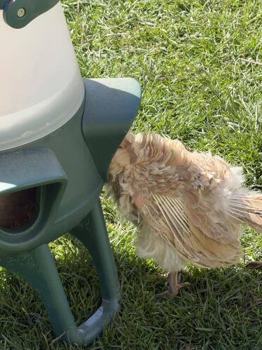 Même pour le pétunia, représenté comme le serama, la plus petite race de poules au monde 