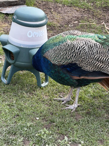 Also suitable for peacocks 😊