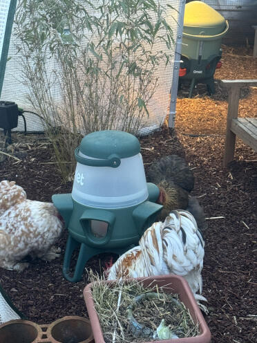 Dwarf cochin head in food out :) 