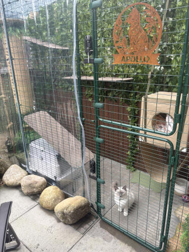 Apollo loving his catio!