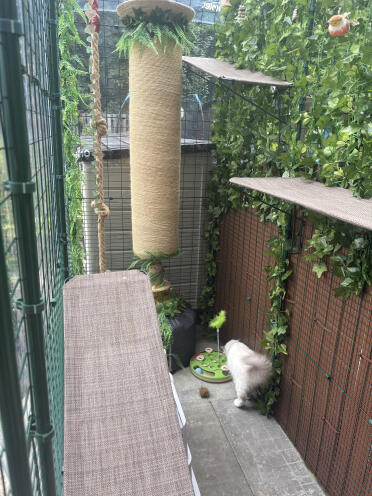 Best purchase for  Birman kitten😻