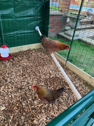 2 meter perch, loads of space for the hennies.