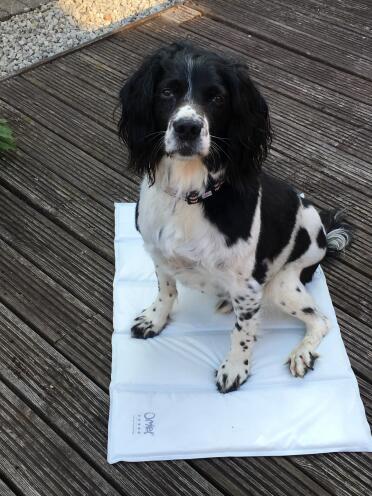 Charlie on his cool mat waiting for a treat